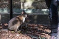 Two Red-necked Pademelons (Thylogale thetis) Ã¢â¬â juvenile